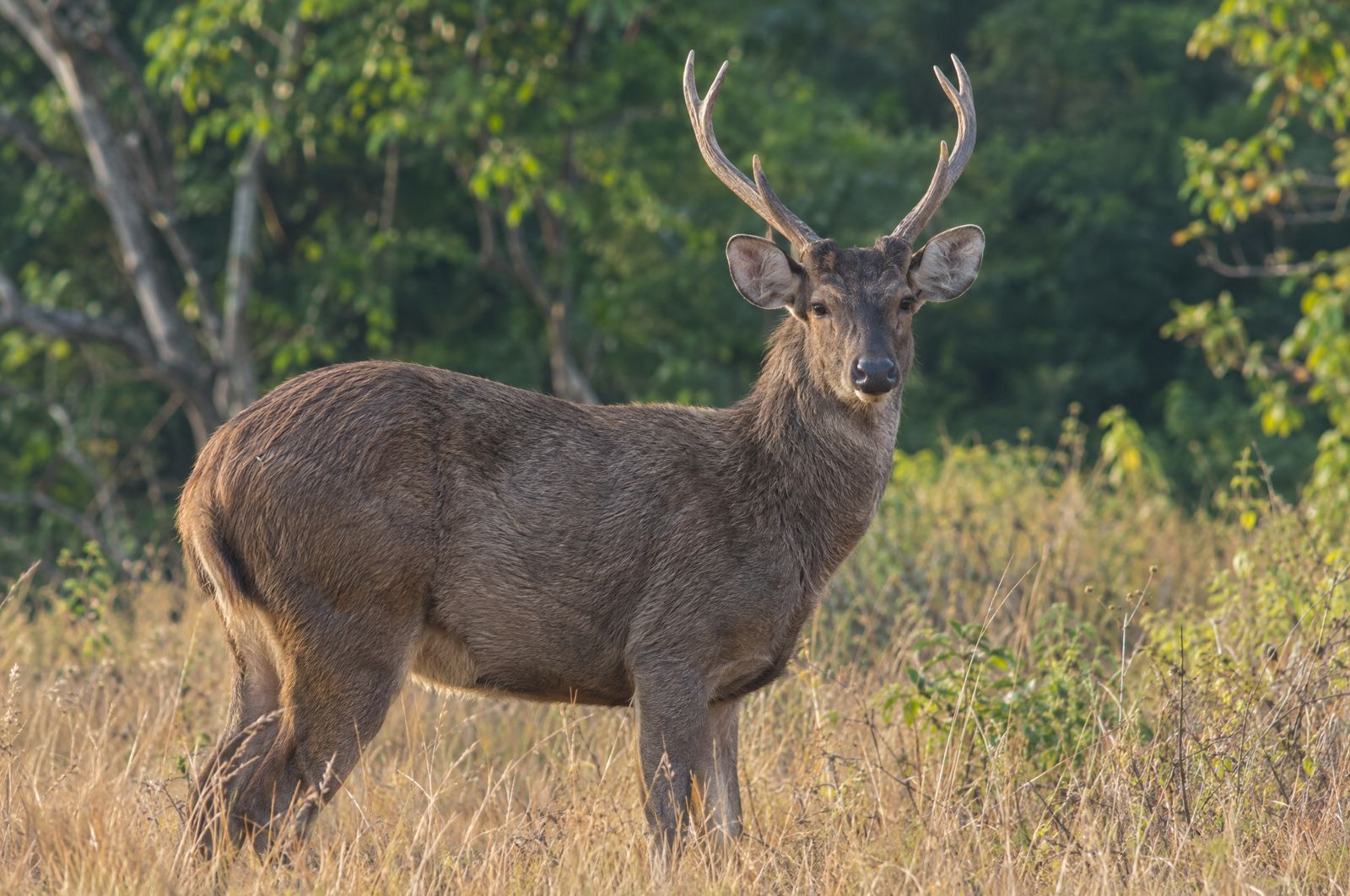 Javan rusa deer stag