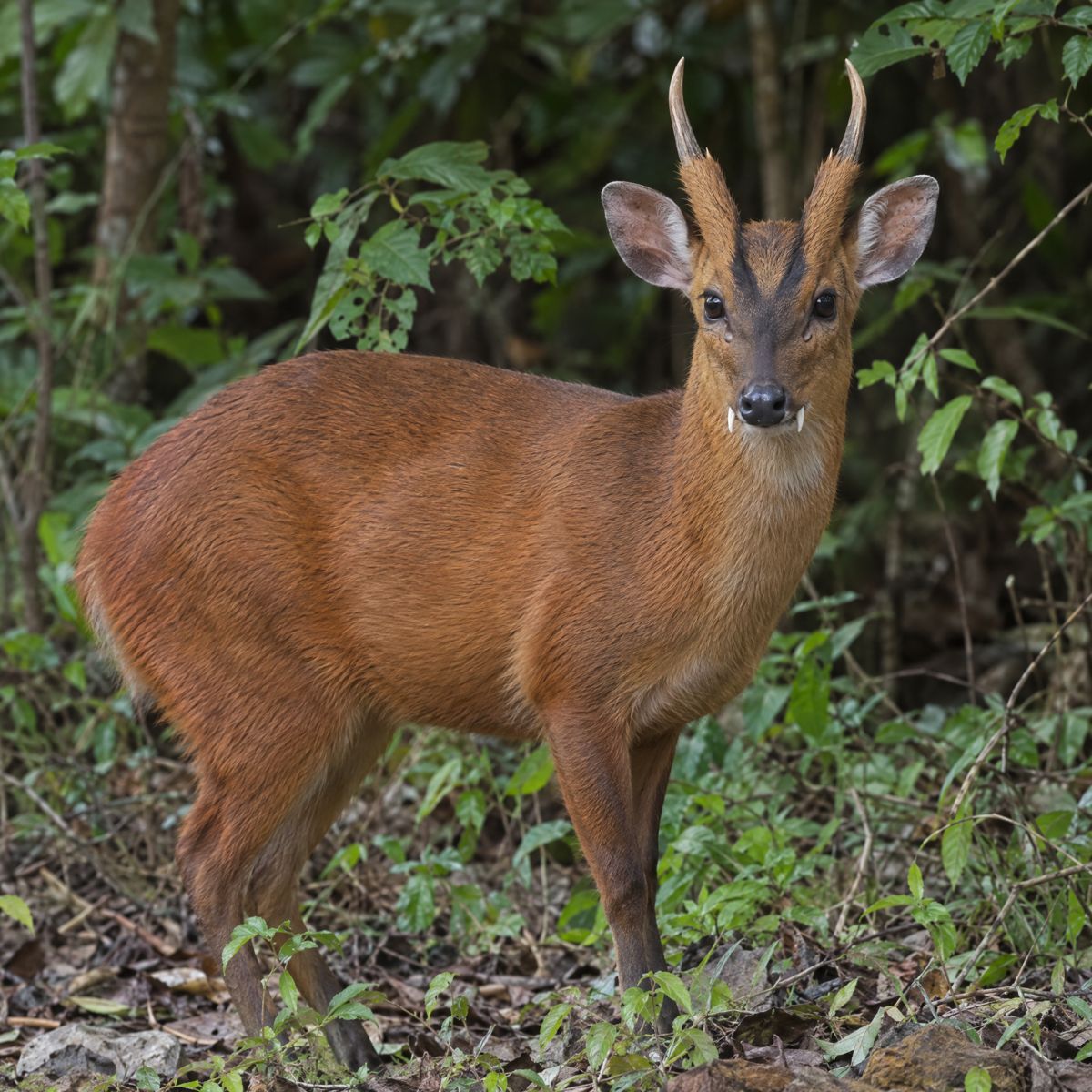 Barking deer, the Indian muntjac