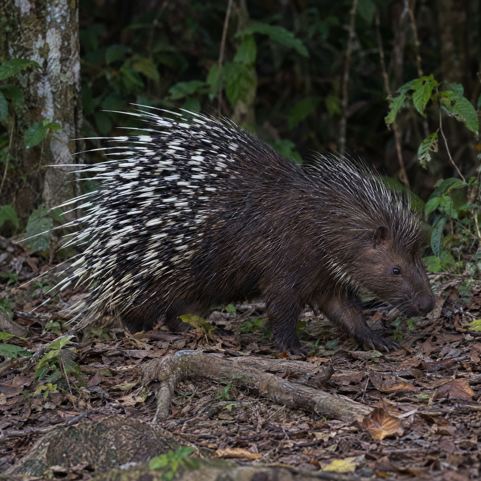 Sunda porcupine